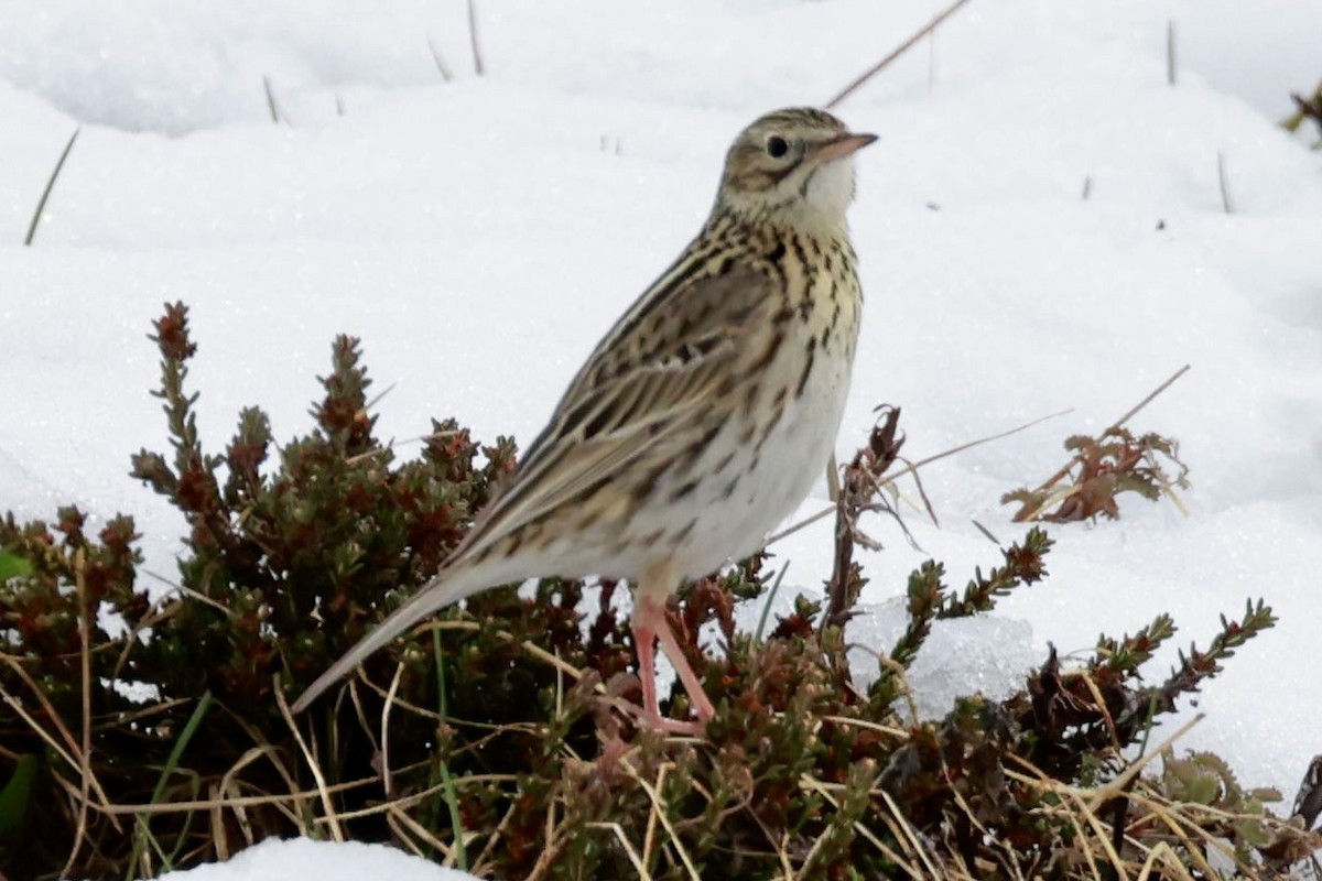 Correndera Pipit - ML644659539