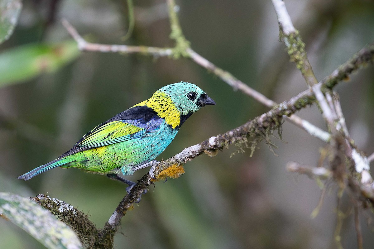 Green-headed Tanager - ML644659541