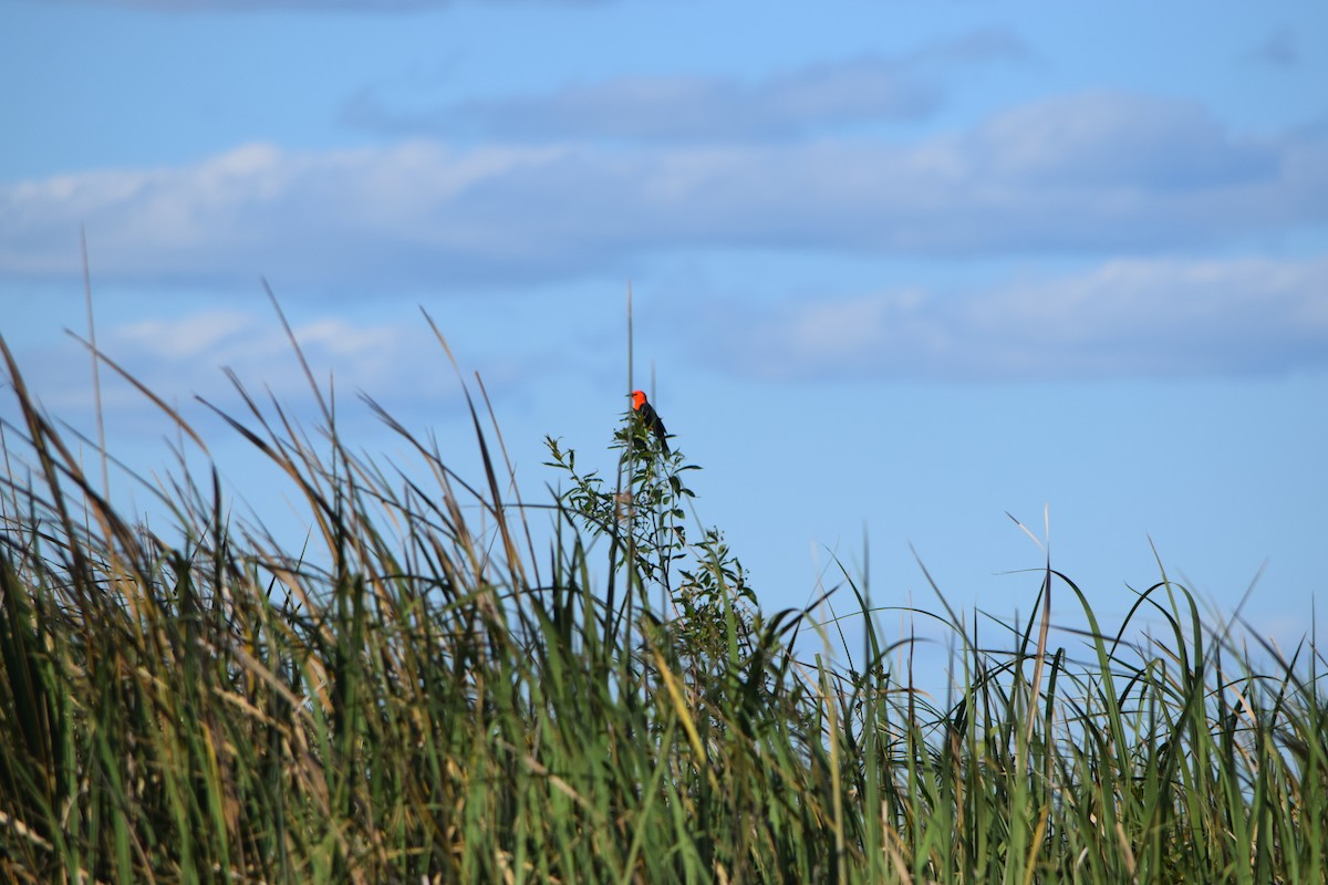 Scarlet-headed Blackbird - ML644659542
