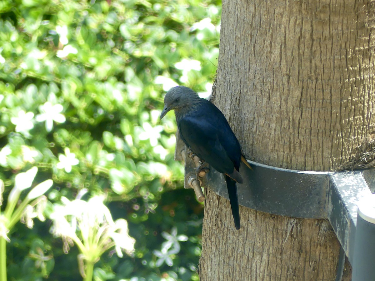 Red-winged Starling - ML644659544