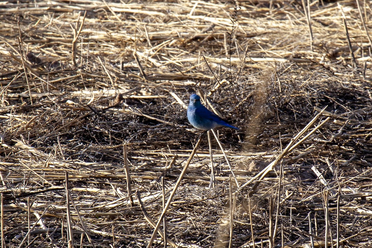 Mountain Bluebird - ML644659549