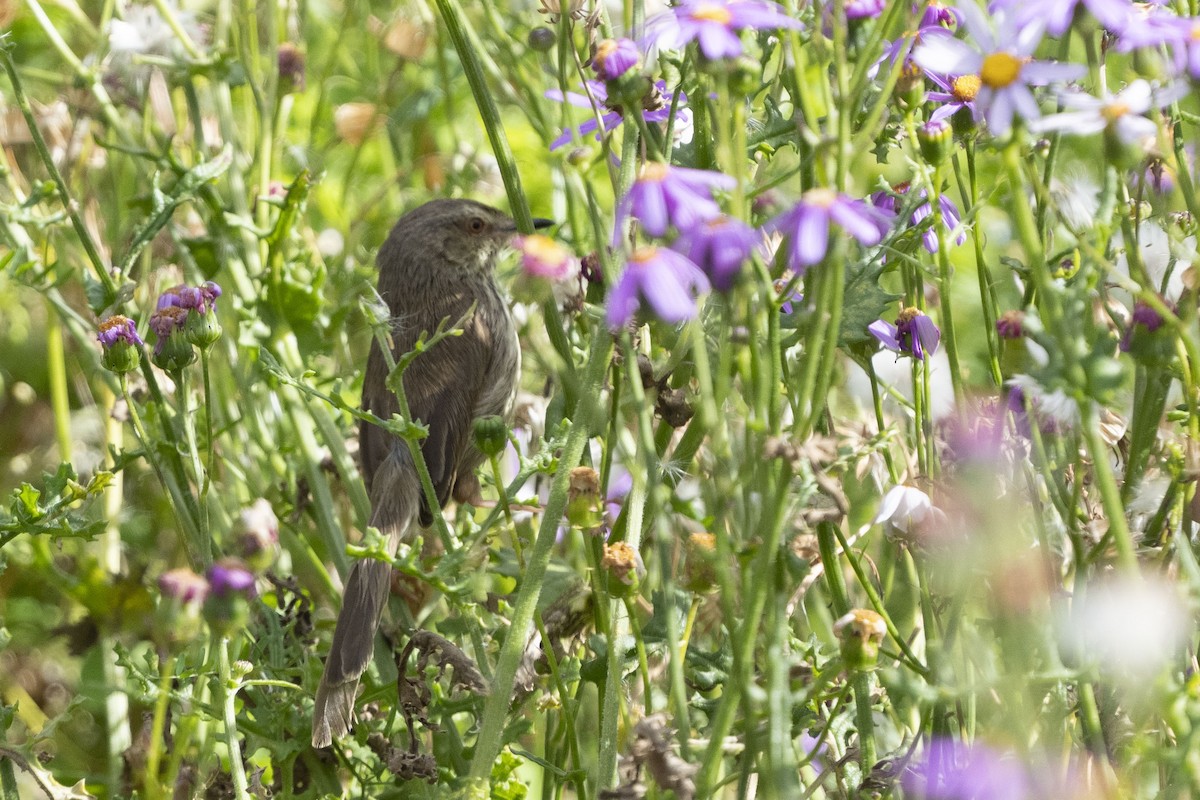 Karoo Prinia - ML644659551