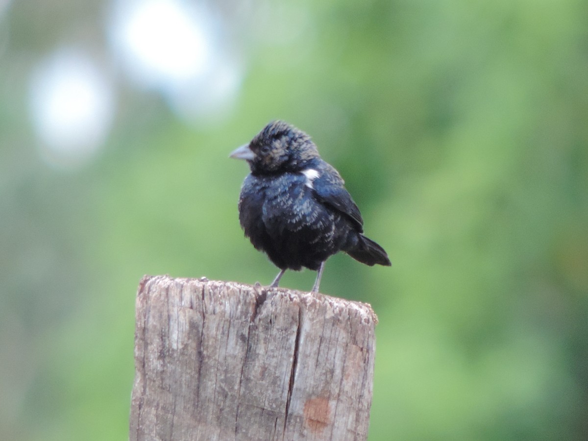 Blue-black Grassquit - ML644659555