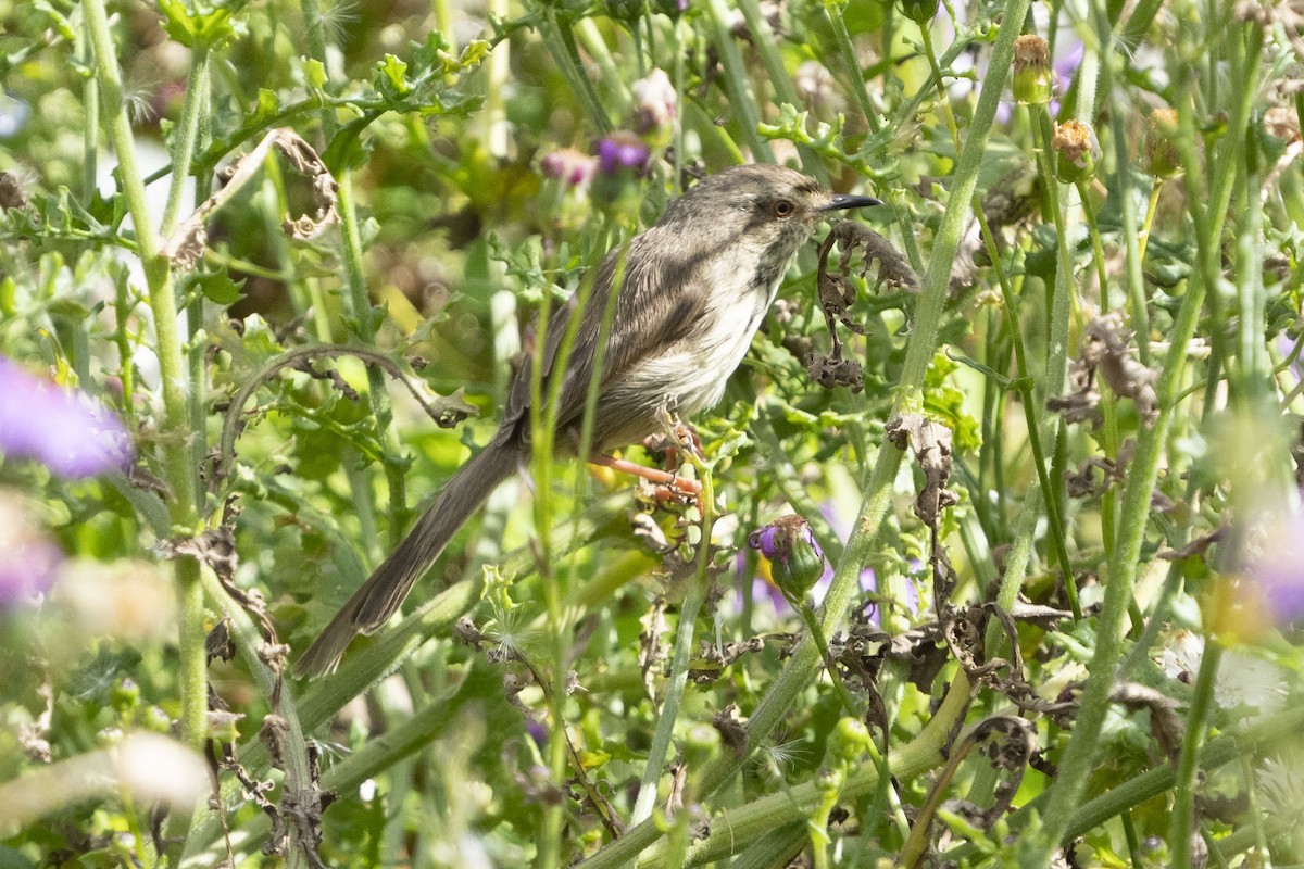Karoo Prinia - ML644659564