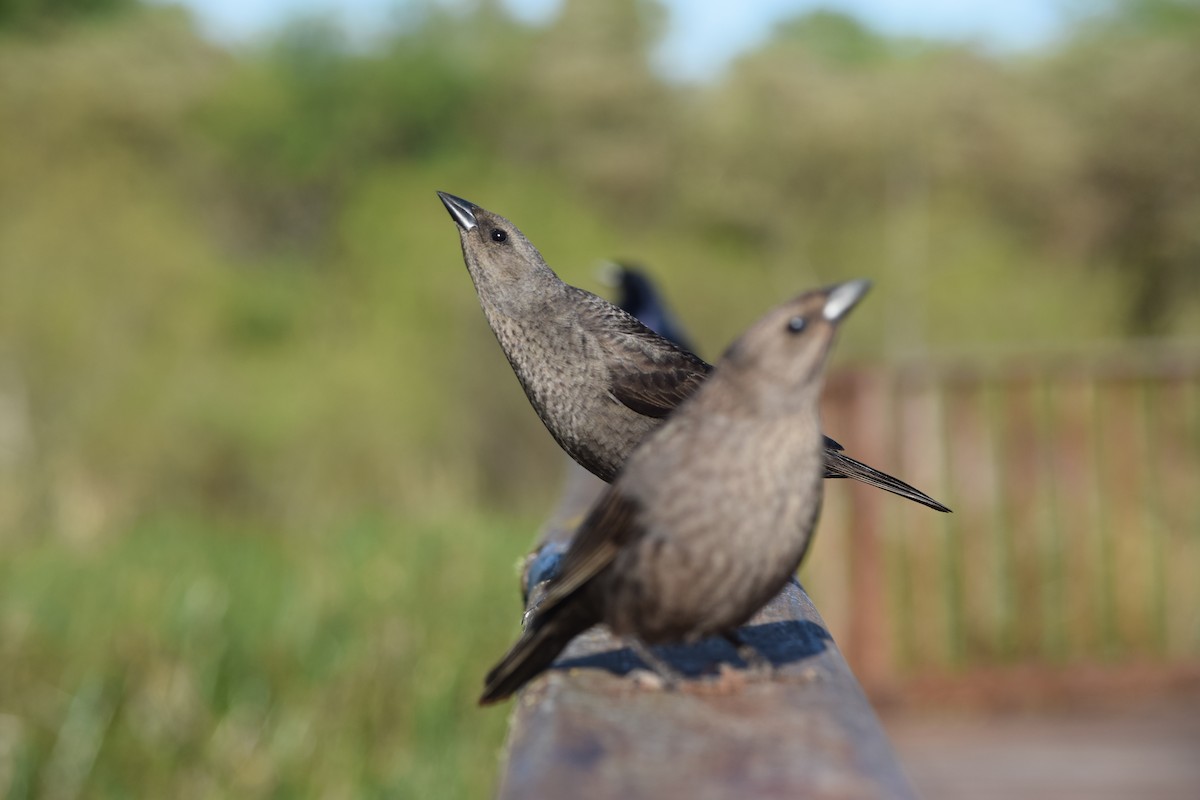 Shiny Cowbird - ML644659566