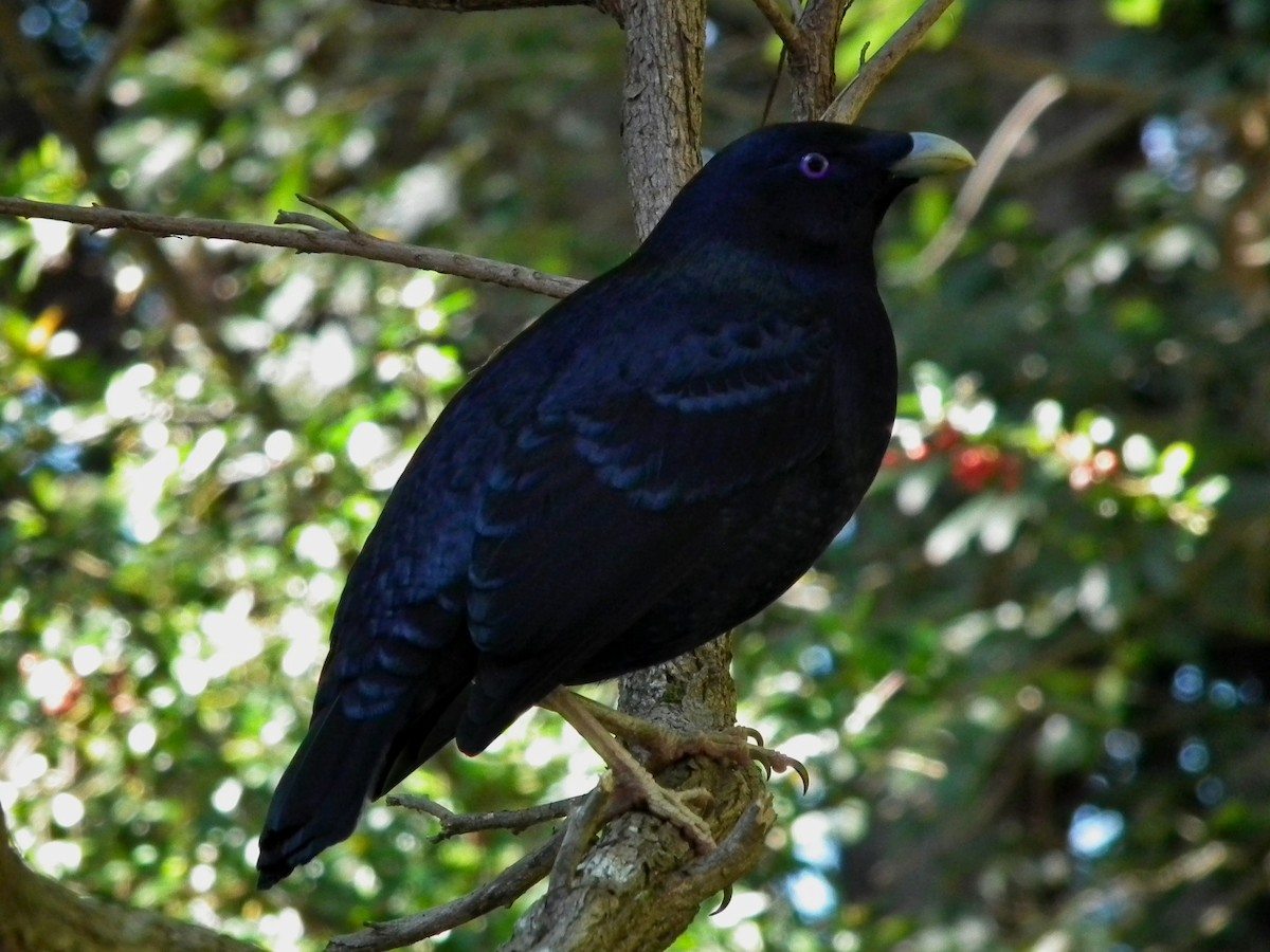 Satin Bowerbird - ML644659577