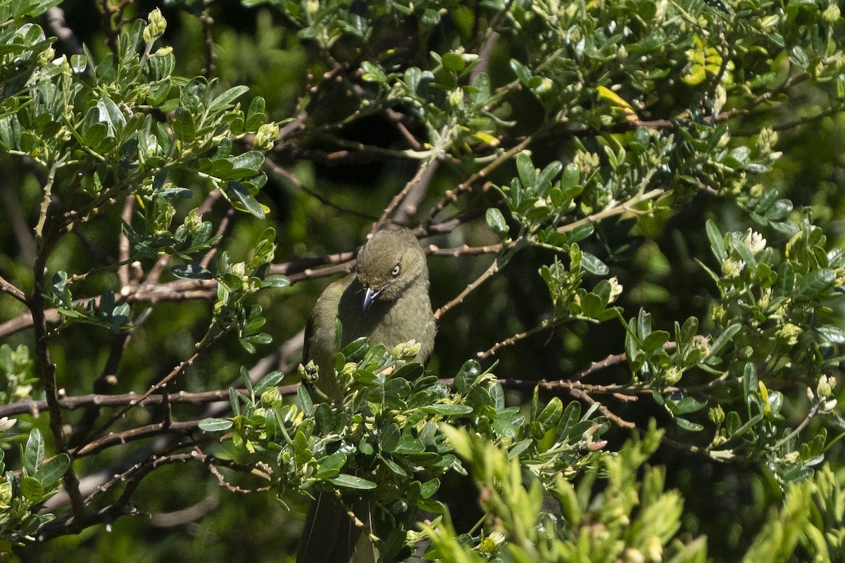 Sombre Greenbul - ML644659582