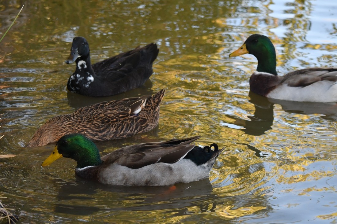 マガモ（アヒル、家畜） - ML644659584