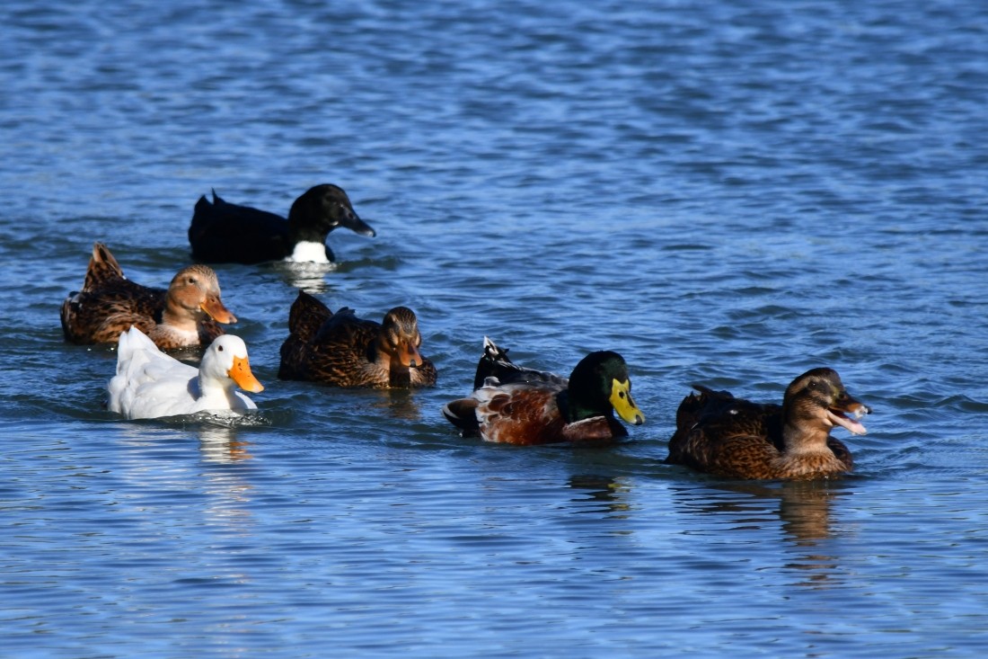マガモ（アヒル、家畜） - ML644659585