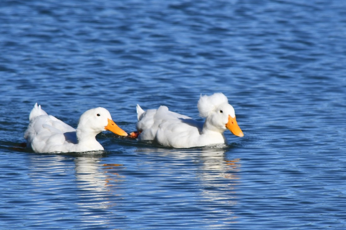 マガモ（アヒル、家畜） - ML644659586