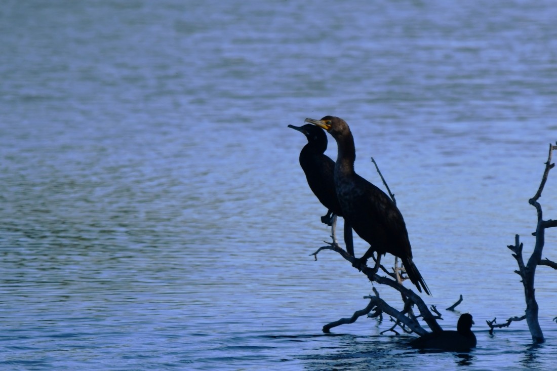 Cormoran à aigrettes - ML644659591