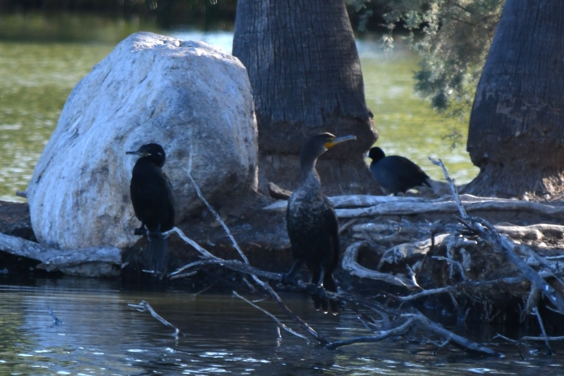 Cormoran à aigrettes - ML644659592