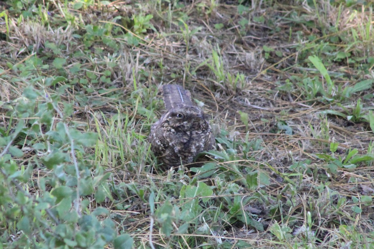 lelek nůžkoocasý - ML644659593