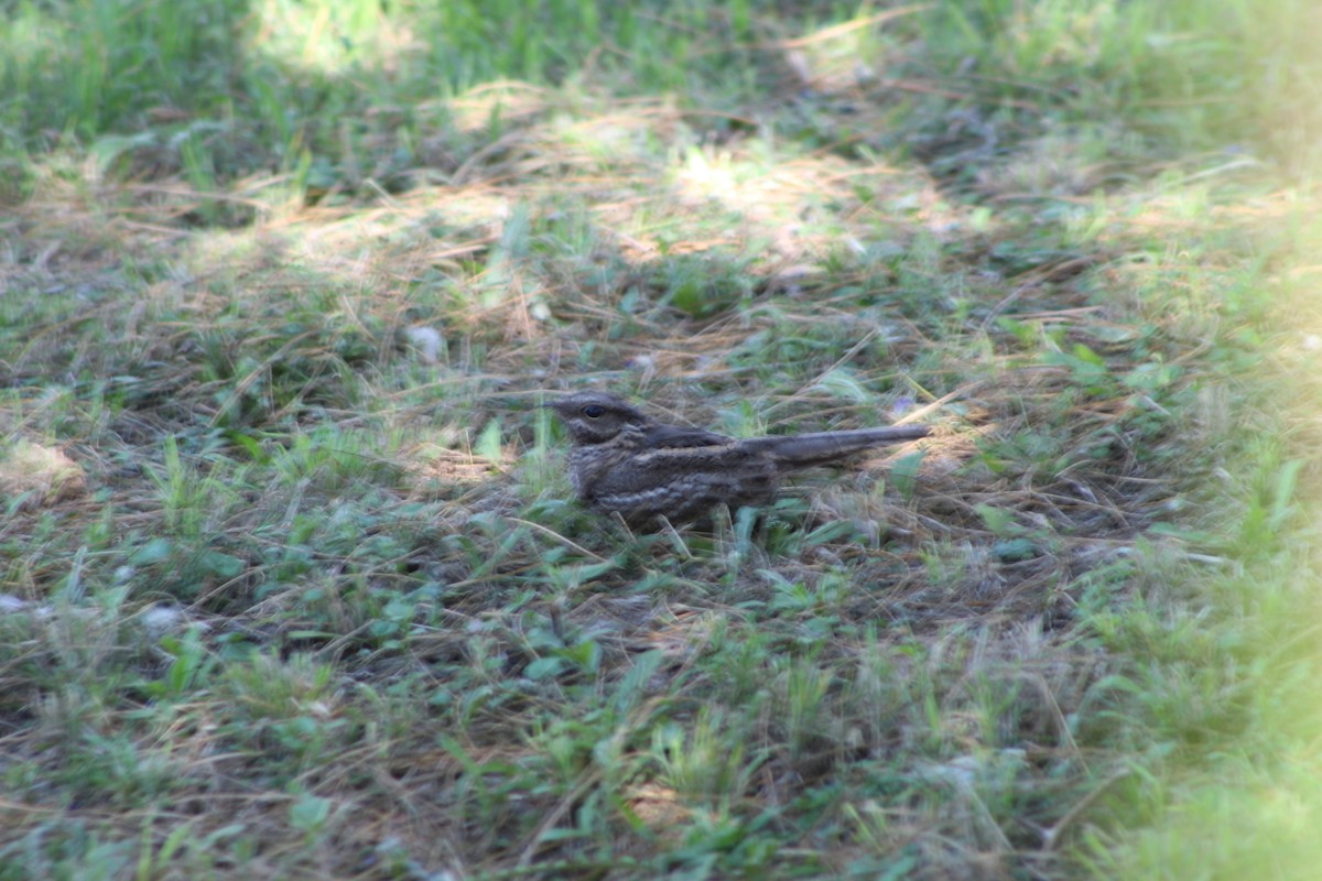 lelek nůžkoocasý - ML644659594