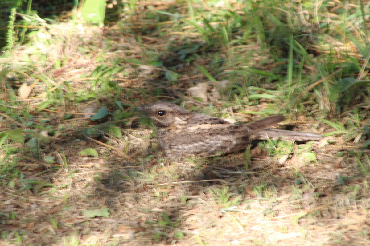 lelek nůžkoocasý - ML644659595