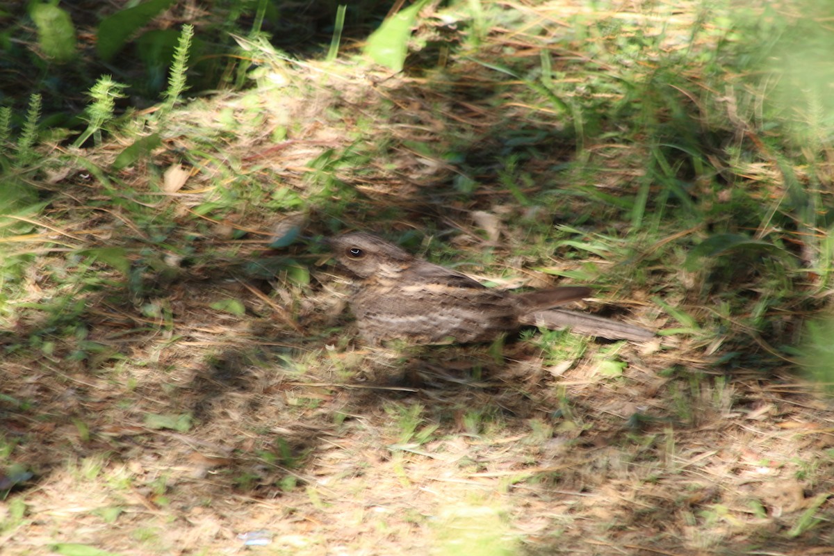 lelek nůžkoocasý - ML644659596