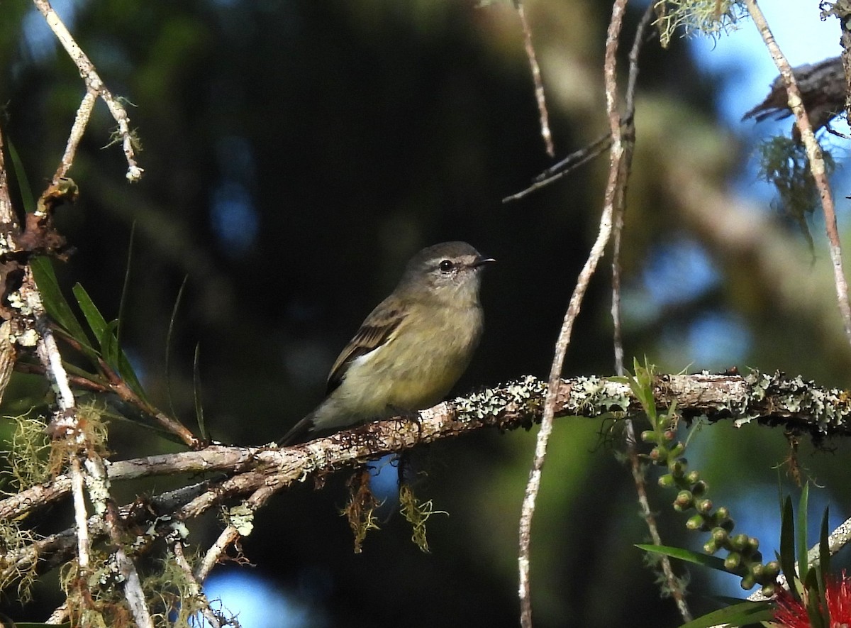Planalto Tyrannulet - ML644659599
