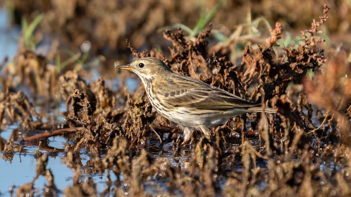 Negu-txirta - ML644659612