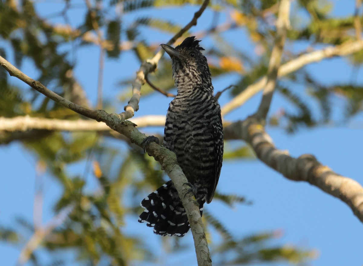 Batará Barrado - ML644659614