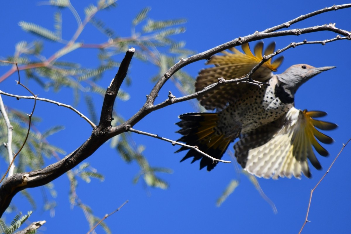 ミナミハシボソキツツキ - ML644659625