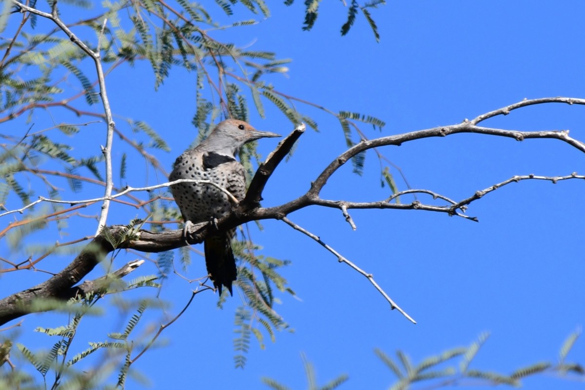 ミナミハシボソキツツキ - ML644659626