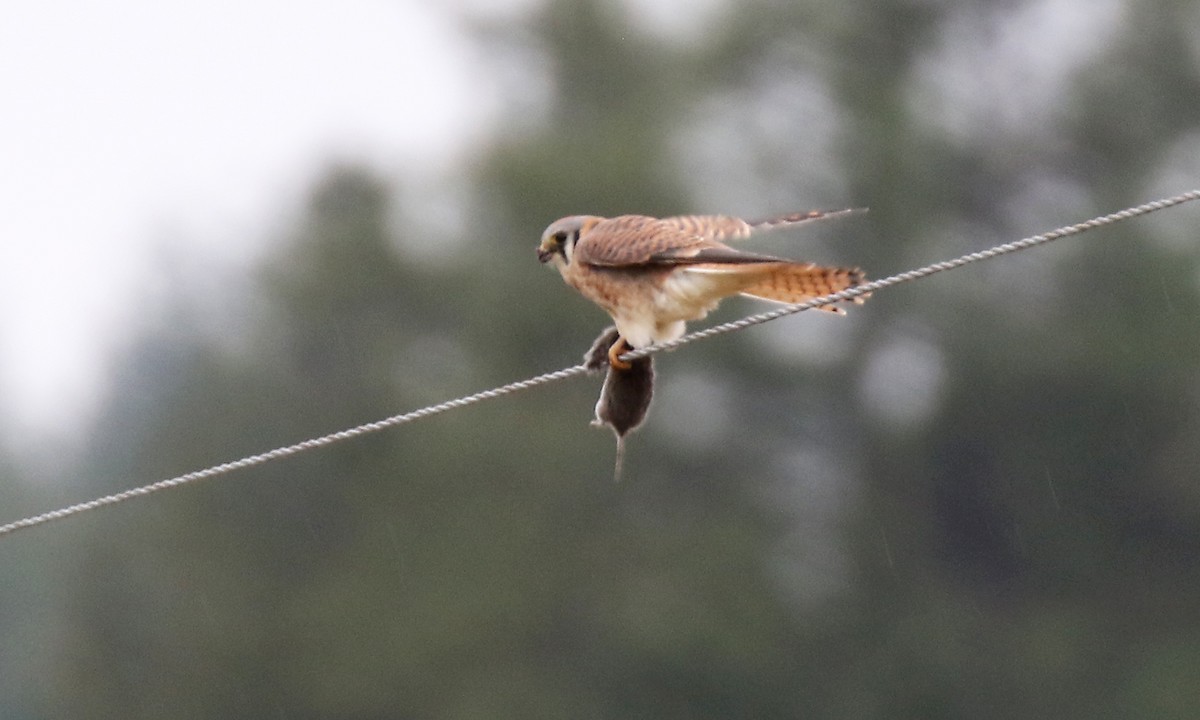 American Kestrel (Northern) - ML644659628