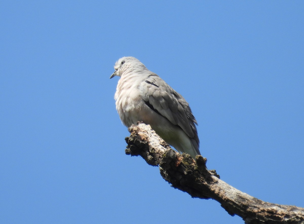 Picui Ground Dove - ML644659629