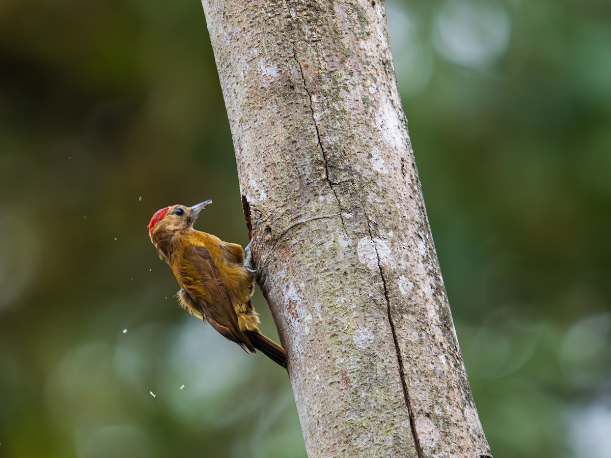 Pic enfumé - ML644659633