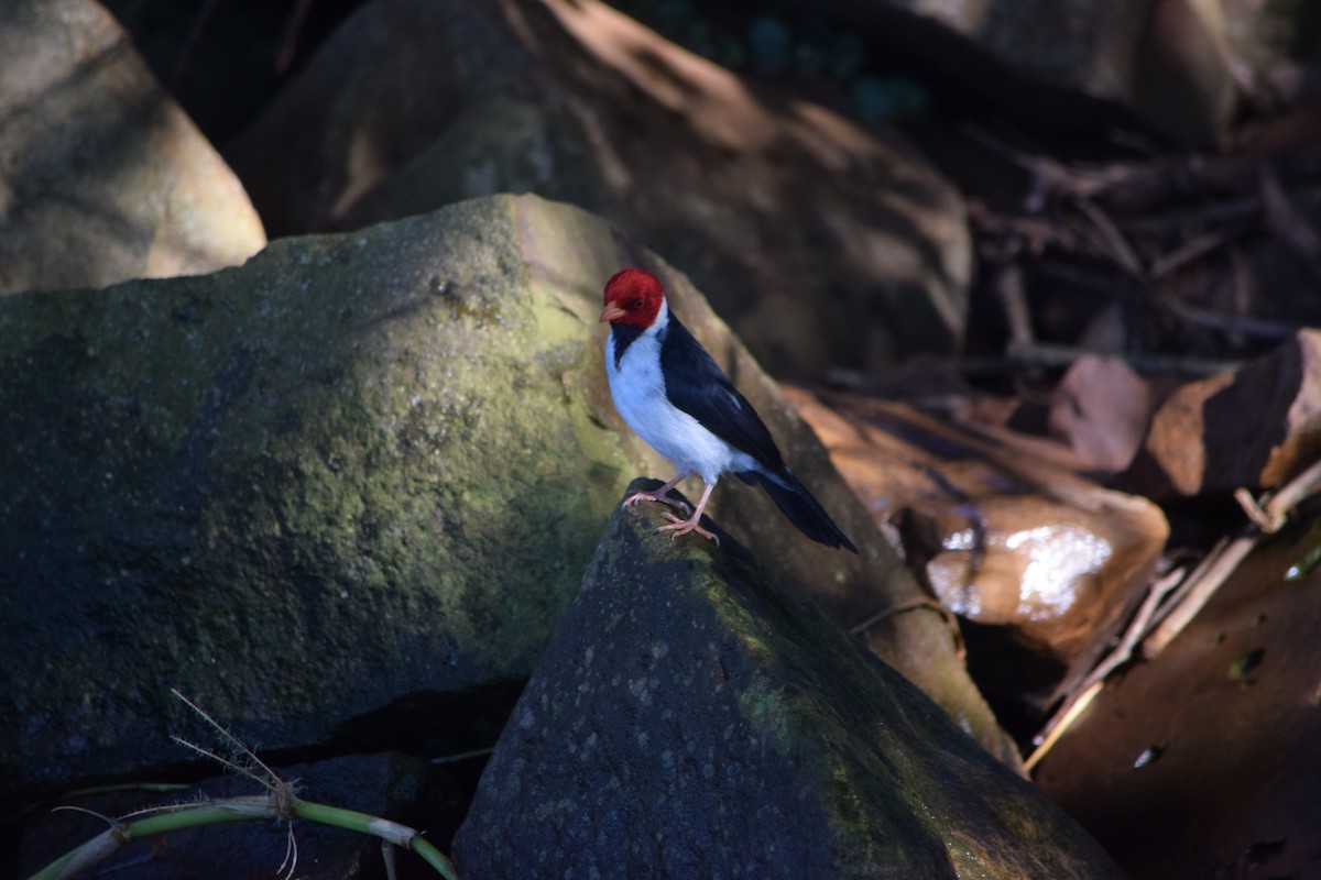 Yellow-billed Cardinal - ML644659634