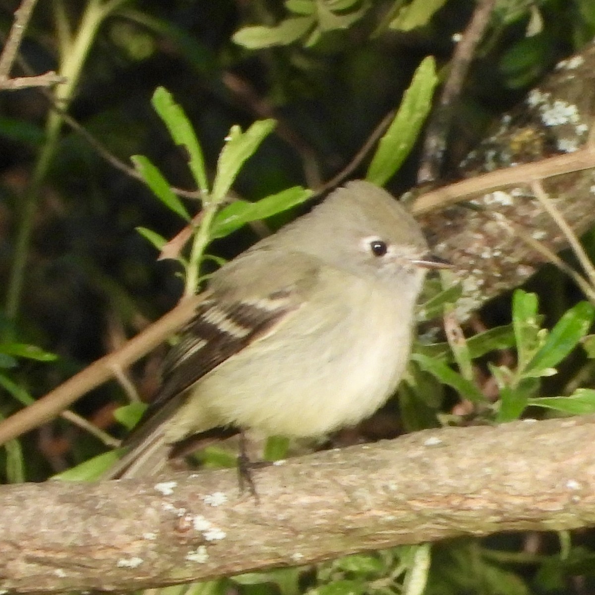Hammond's Flycatcher - ML644659647
