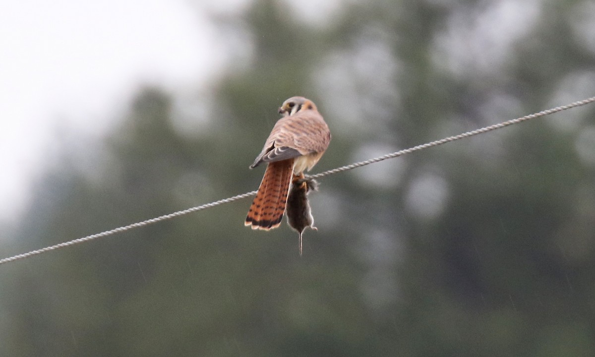 American Kestrel (Northern) - ML644659651