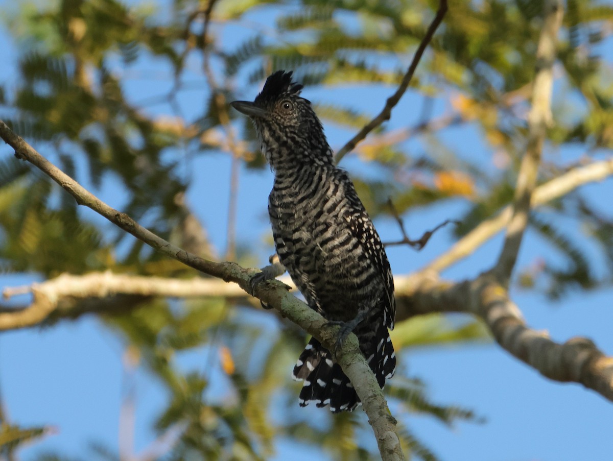 Batará Barrado - ML644659656