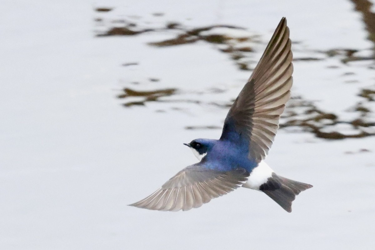 Chilean Swallow - ML644659665