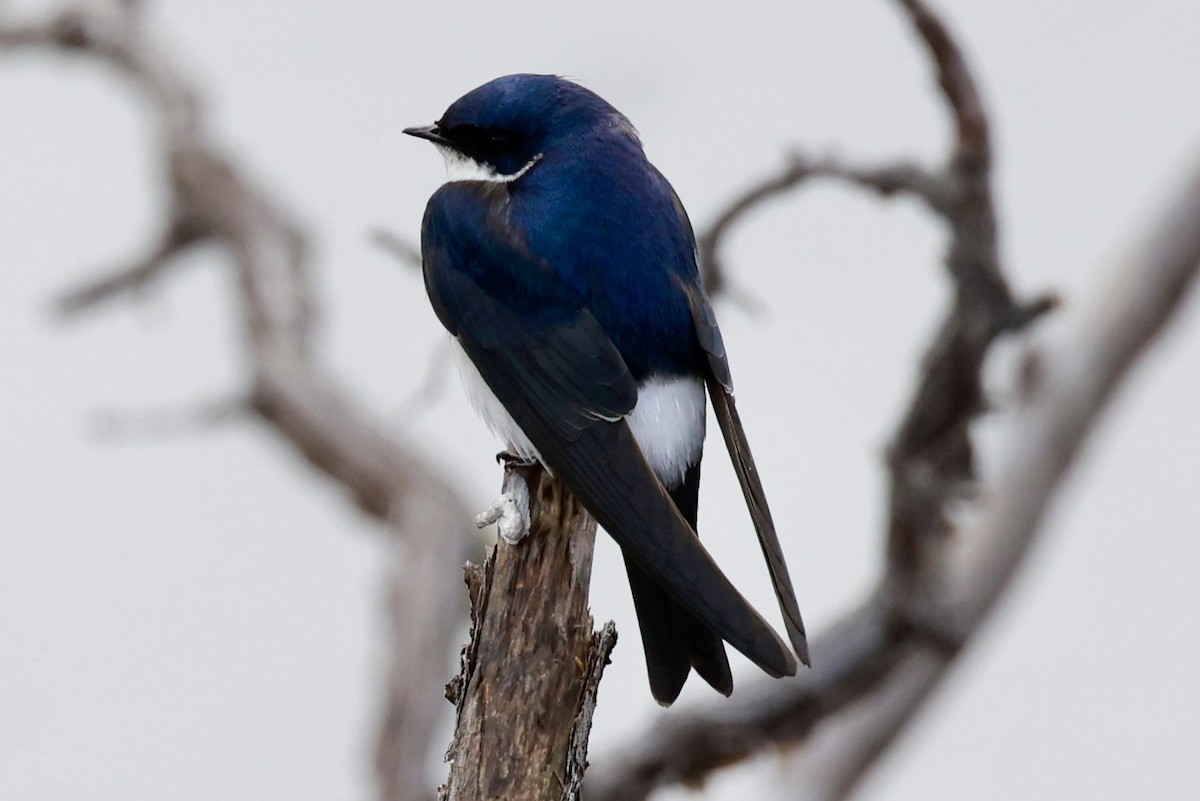Chilean Swallow - ML644659666