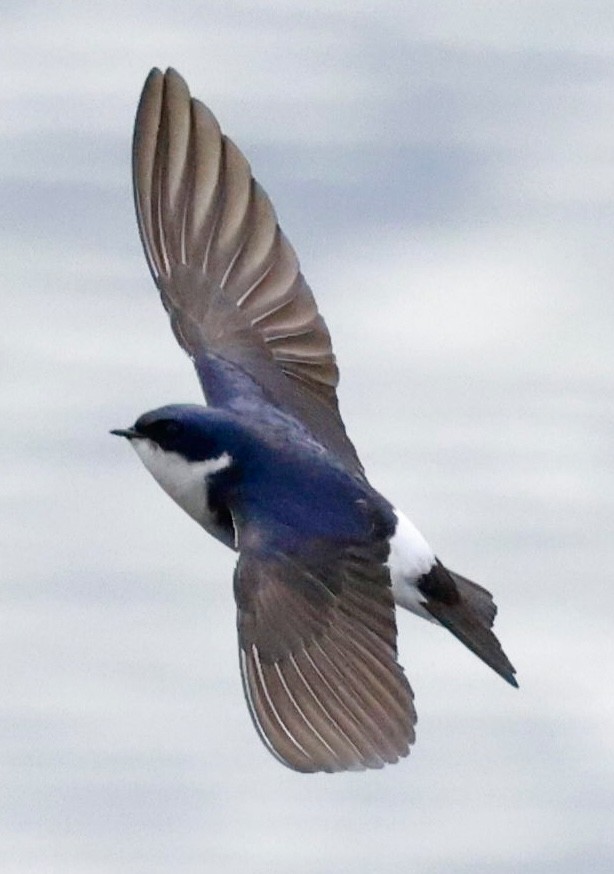 Chilean Swallow - ML644659667