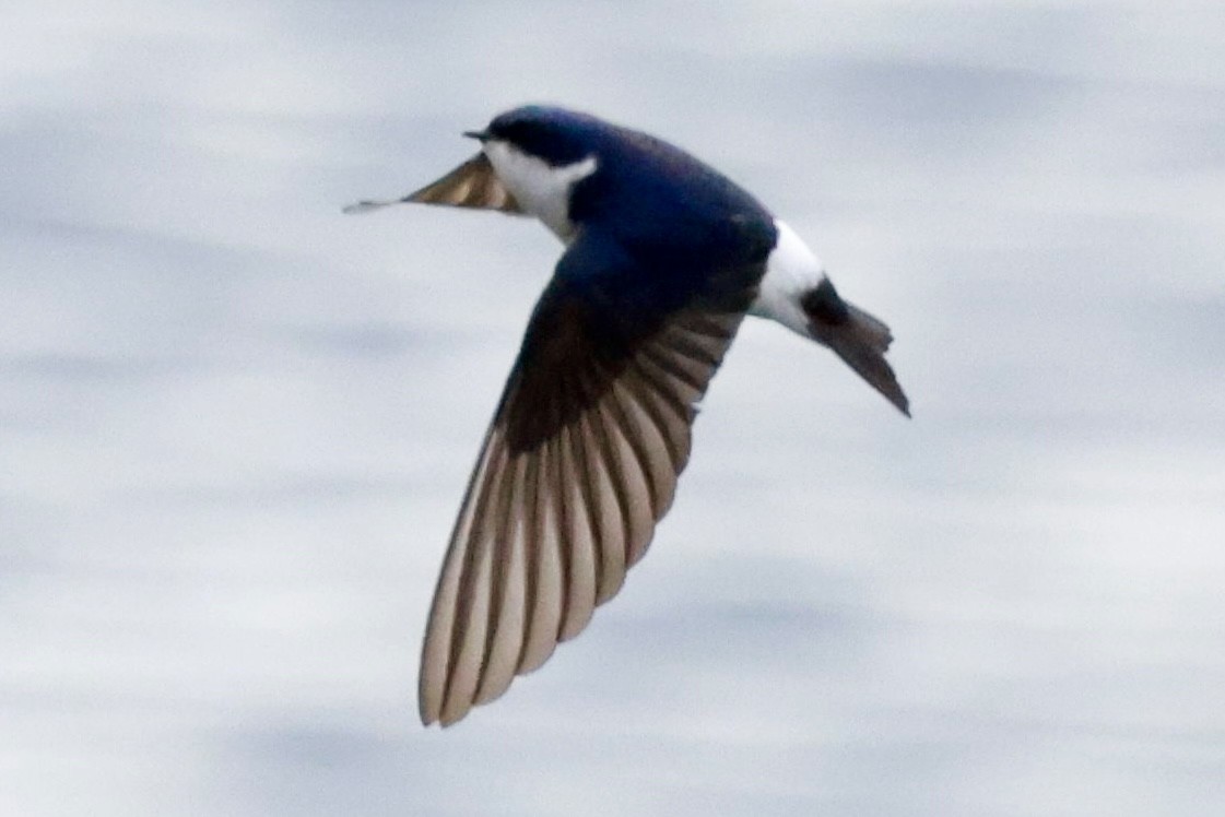 Chilean Swallow - ML644659668