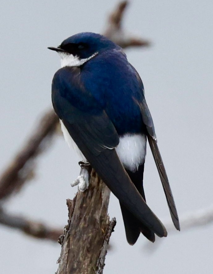 Chilean Swallow - ML644659669