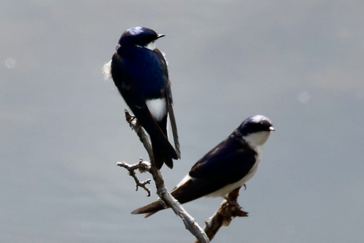 Chilean Swallow - ML644659670