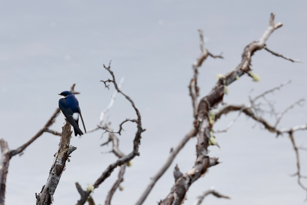 Chilean Swallow - ML644659671