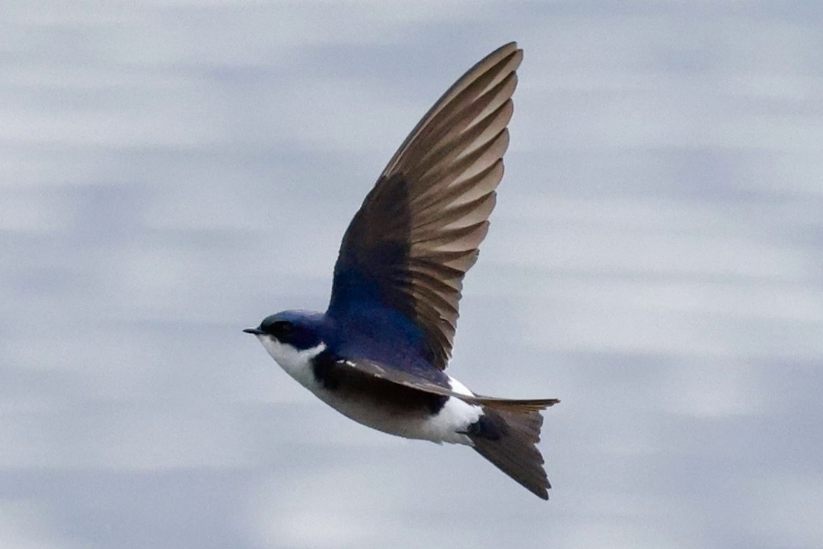 Chilean Swallow - ML644659672