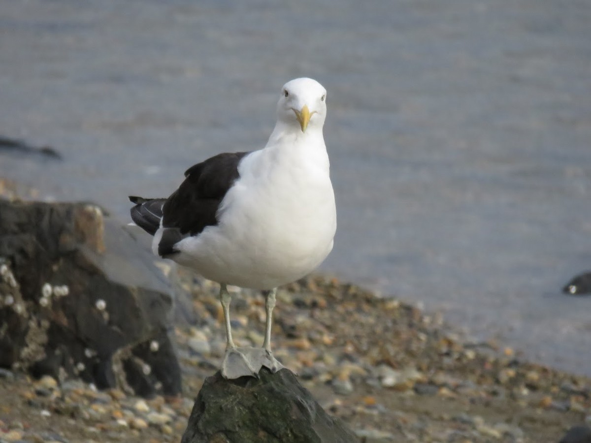 Kelp Gull - ML644659673