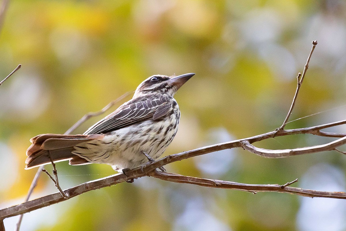 Streaked Flycatcher - ML644659676