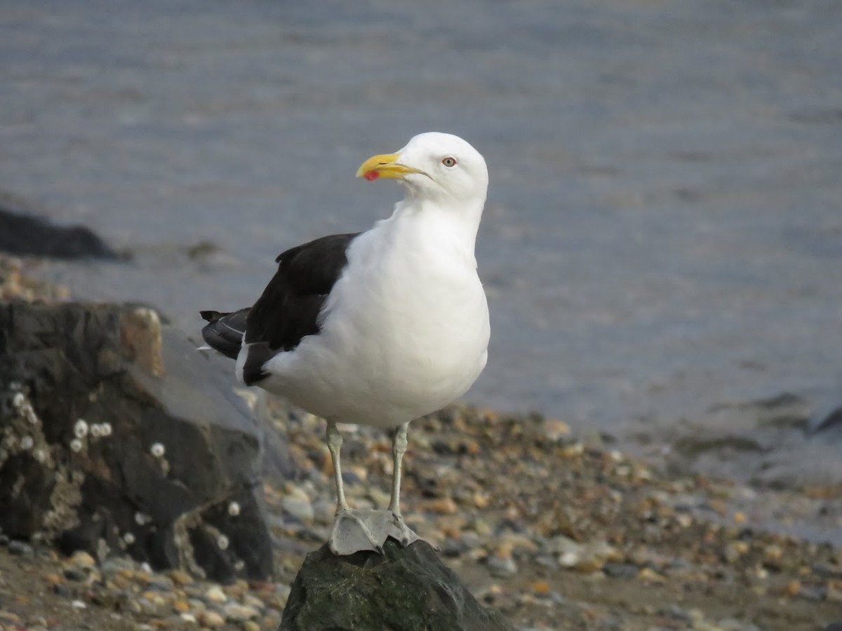 Kelp Gull - ML644659677