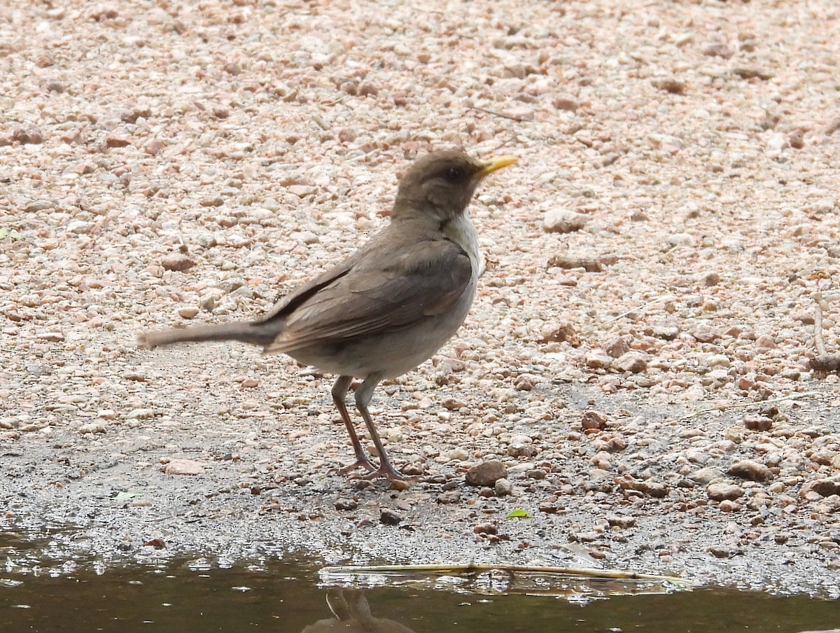 Creamy-bellied Thrush - ML644659678