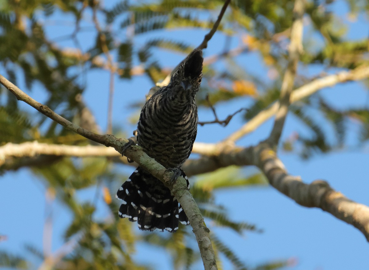 Batará Barrado - ML644659684