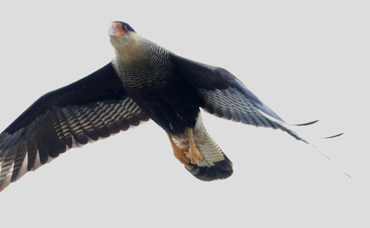 Crested Caracara (Southern) - ML644659685