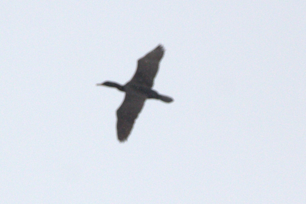 Cormoran à aigrettes - ML644659686