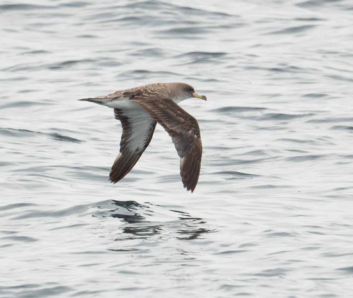 Cory's Shearwater - ML644659687