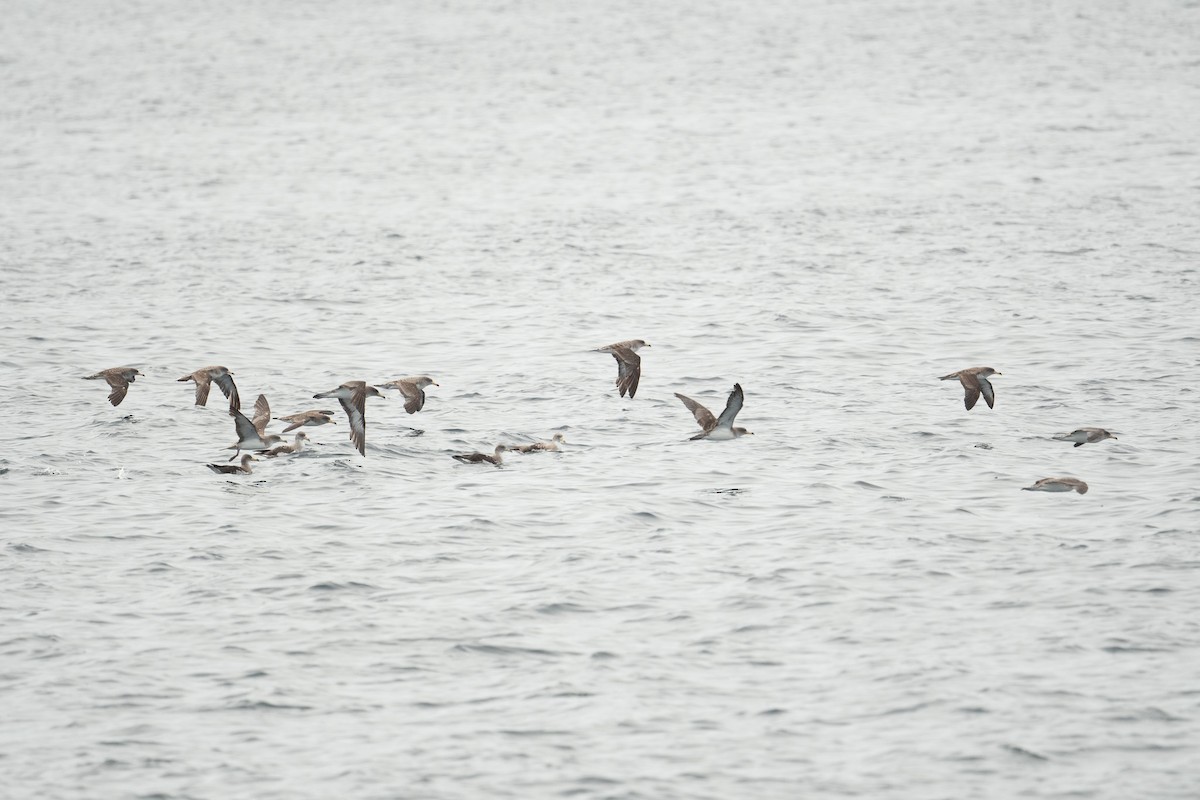 Cory's Shearwater - ML644659690