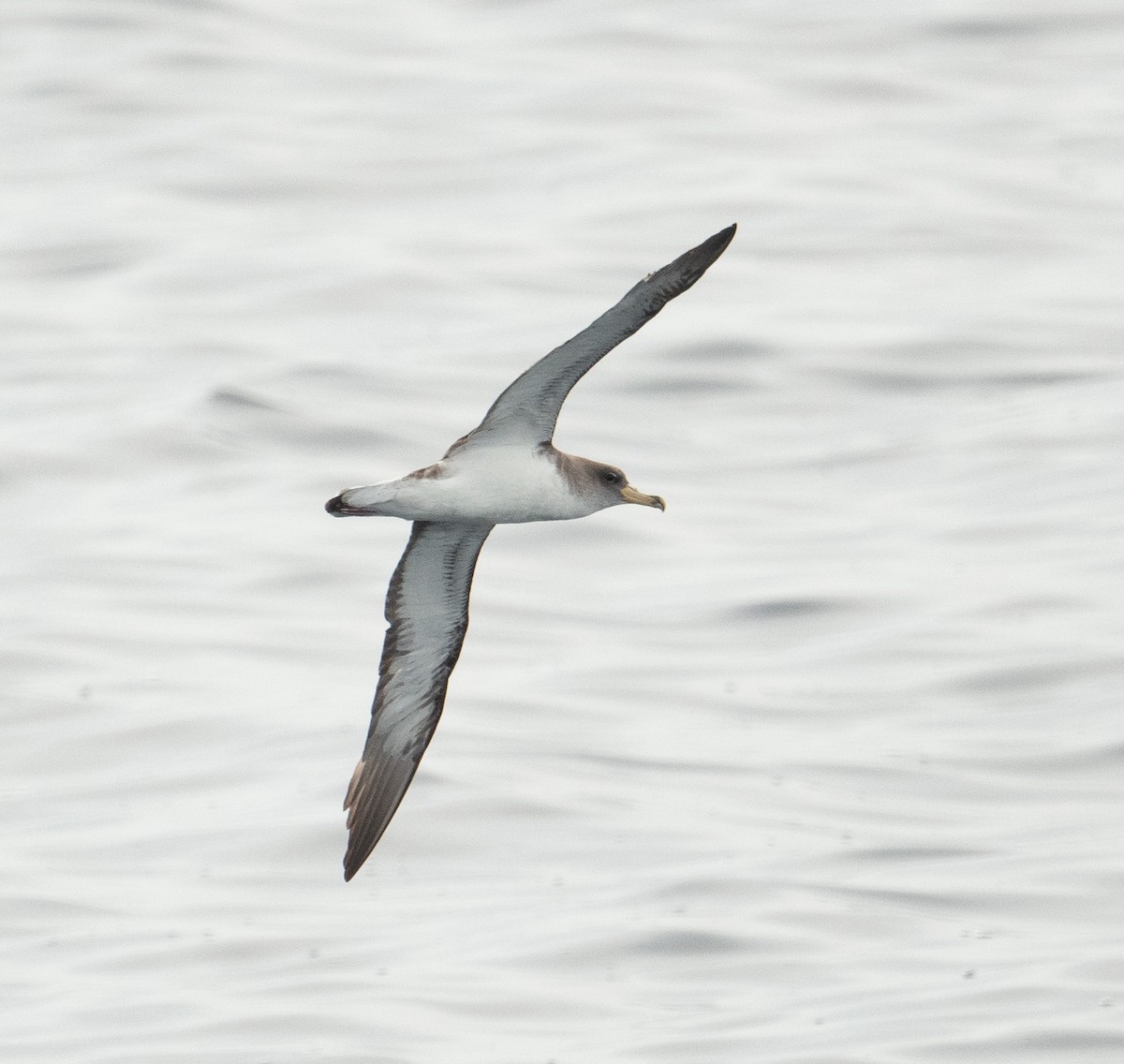 Cory's Shearwater - ML644659692